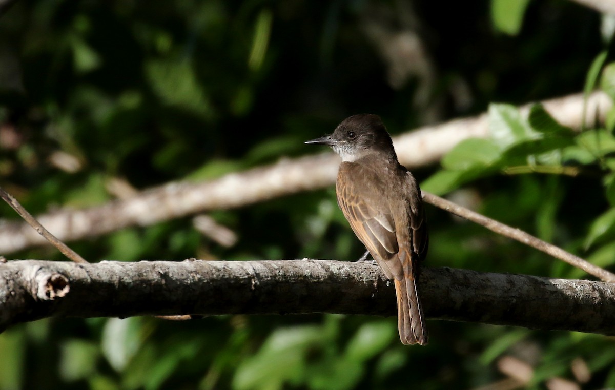 Loggerhead Kingbird (Hispaniolan) - ML162006851