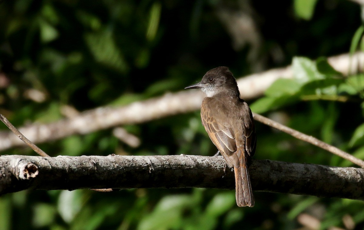 Loggerhead Kingbird (Hispaniolan) - ML162006861