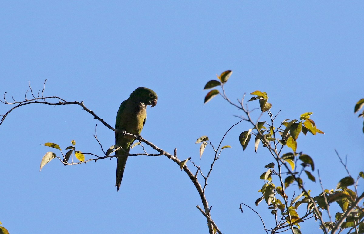 Olive-throated Parakeet (Jamaican) - ML162006871