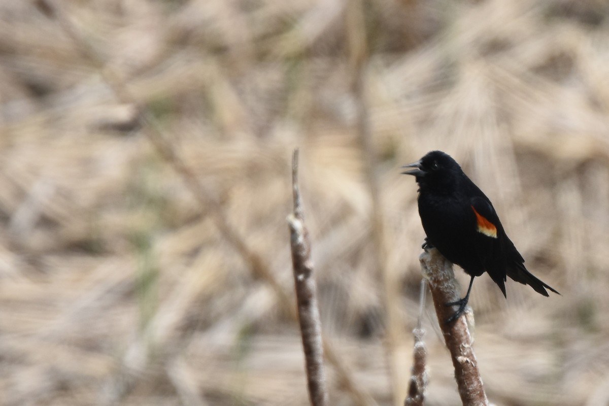 Red-winged Blackbird - ML162007331