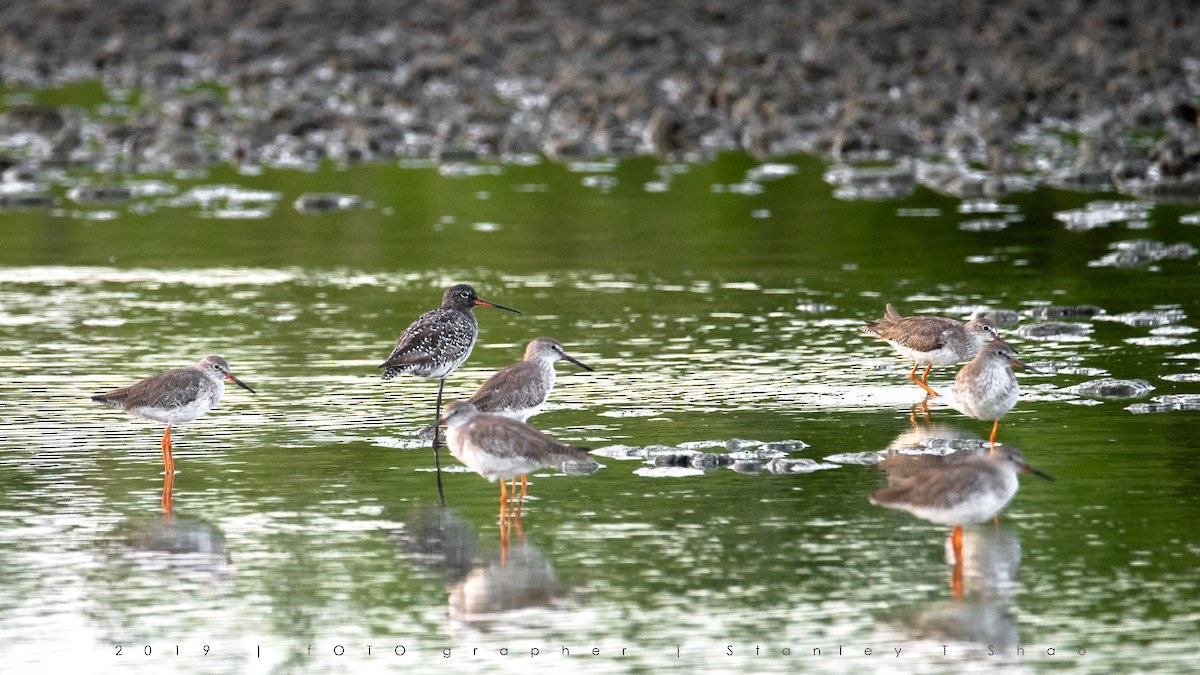 Spotted Redshank - ML162008851