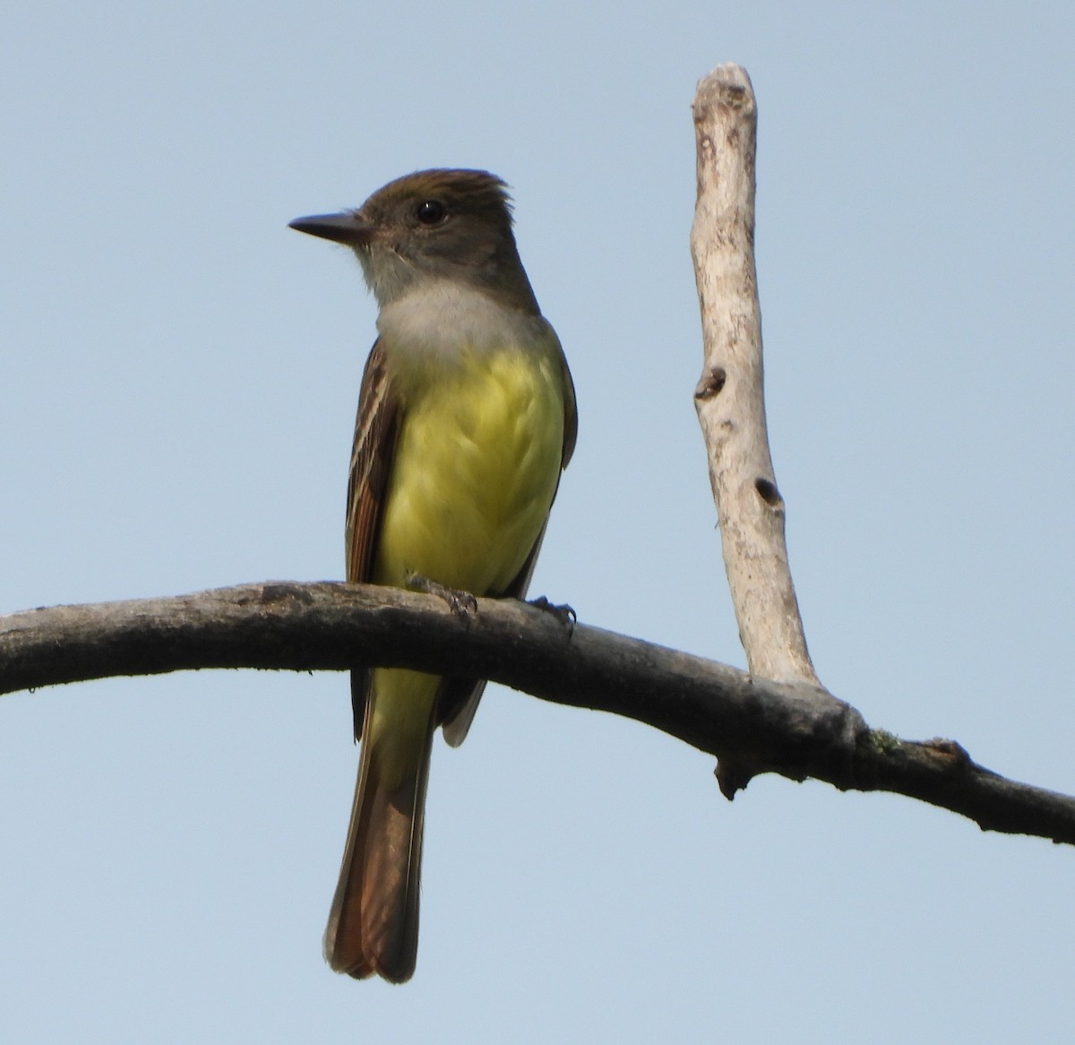 Great Crested Flycatcher - ML162013851