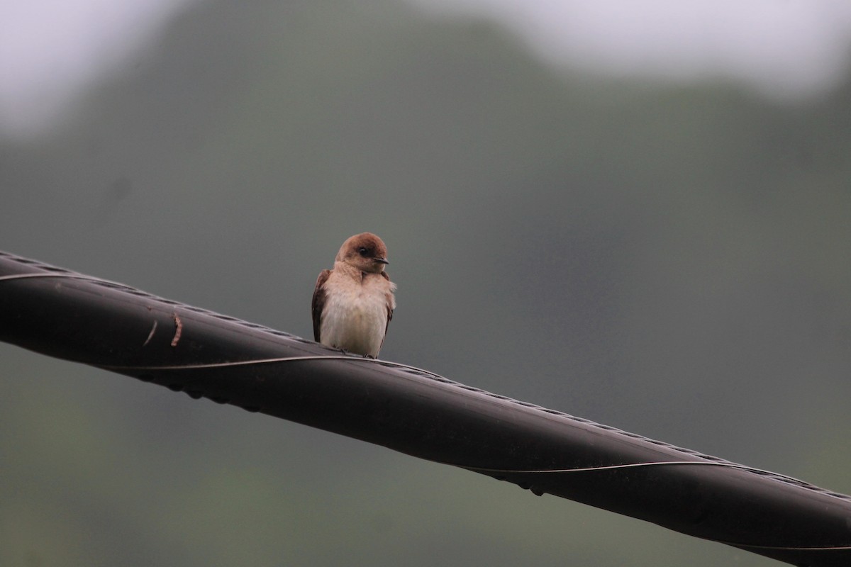 Northern Rough-winged Swallow - Aaron Graham