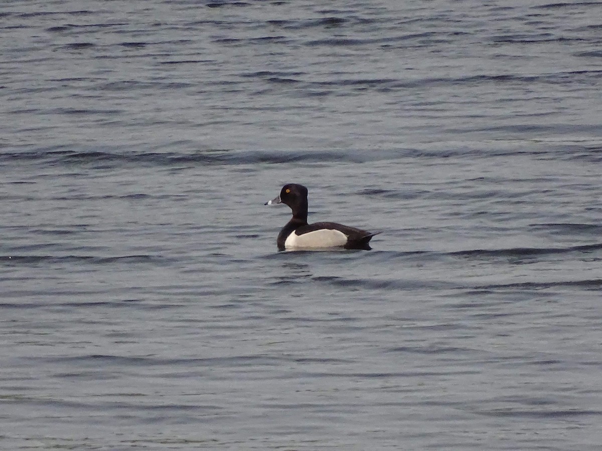Ring-necked Duck - ML162020761