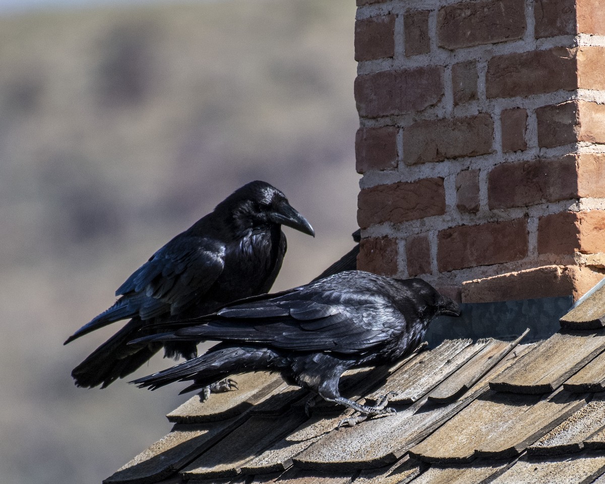 Common Raven - John Longhenry