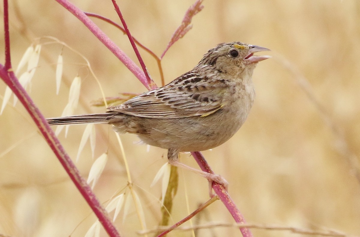 Grasshopper Sparrow - ML162028171