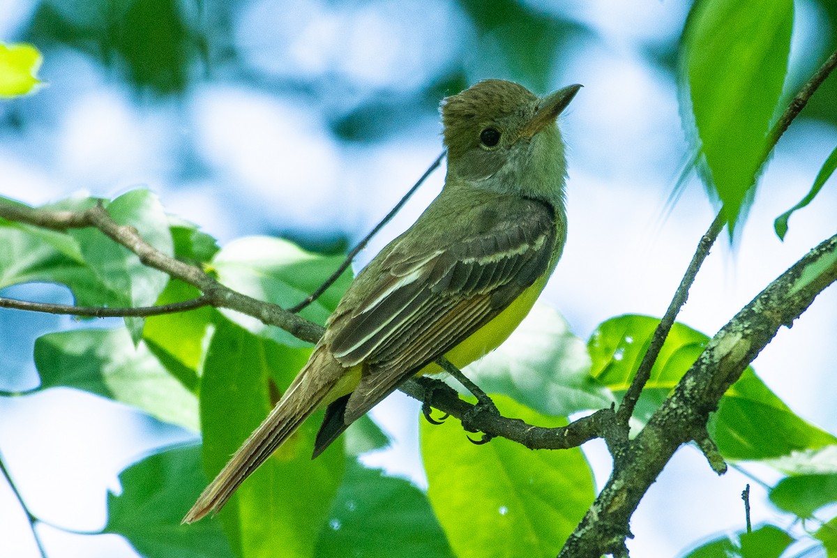 Great Crested Flycatcher - ML162032261