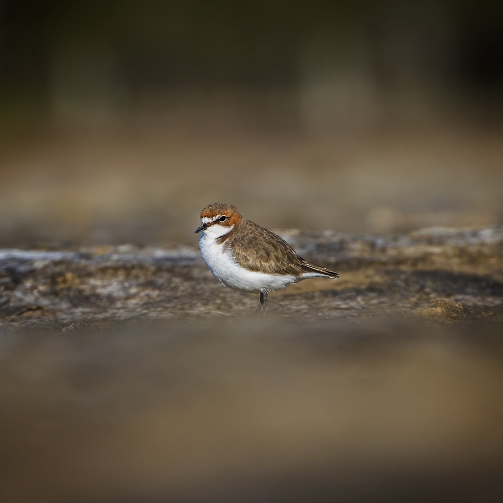 Red-capped Plover - ML162033331