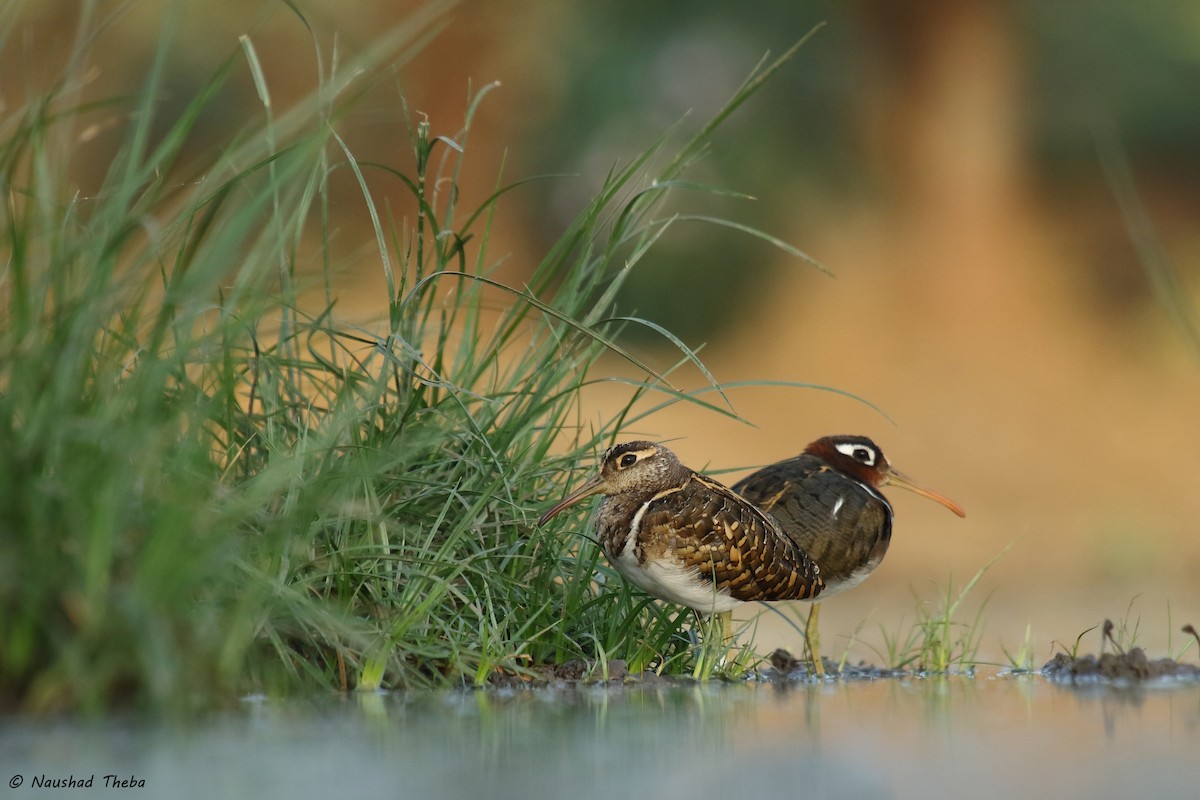 Greater Painted-Snipe - ML162033991