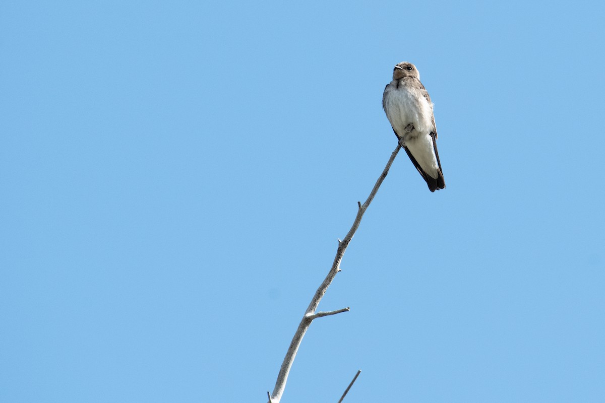 Northern Rough-winged Swallow - ML162036111
