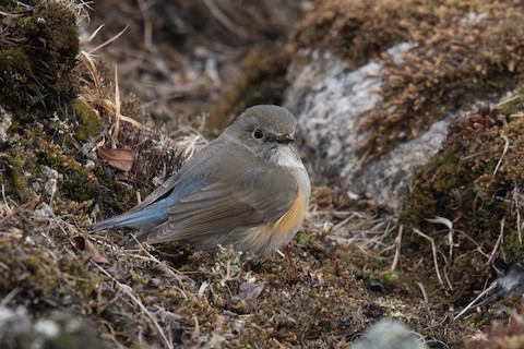 Red-flanked Bluetail - eBird