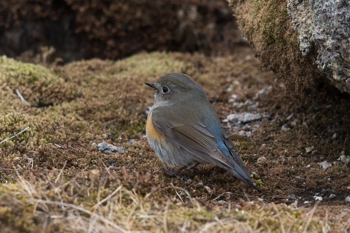 Red-flanked Bluetail - ML162038451
