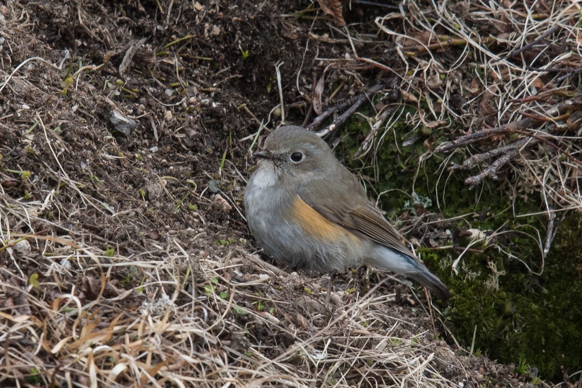 Red-flanked Bluetail - ML162038471