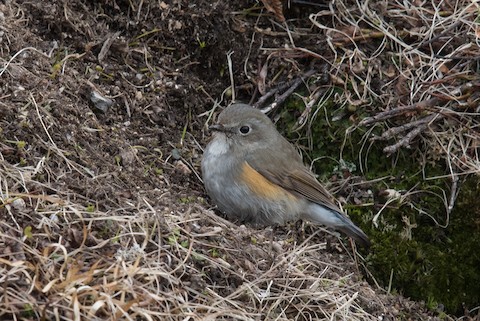 Red-flanked Bluetail - eBird