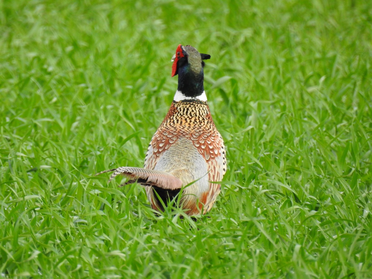 Ring-necked Pheasant - John Hanna