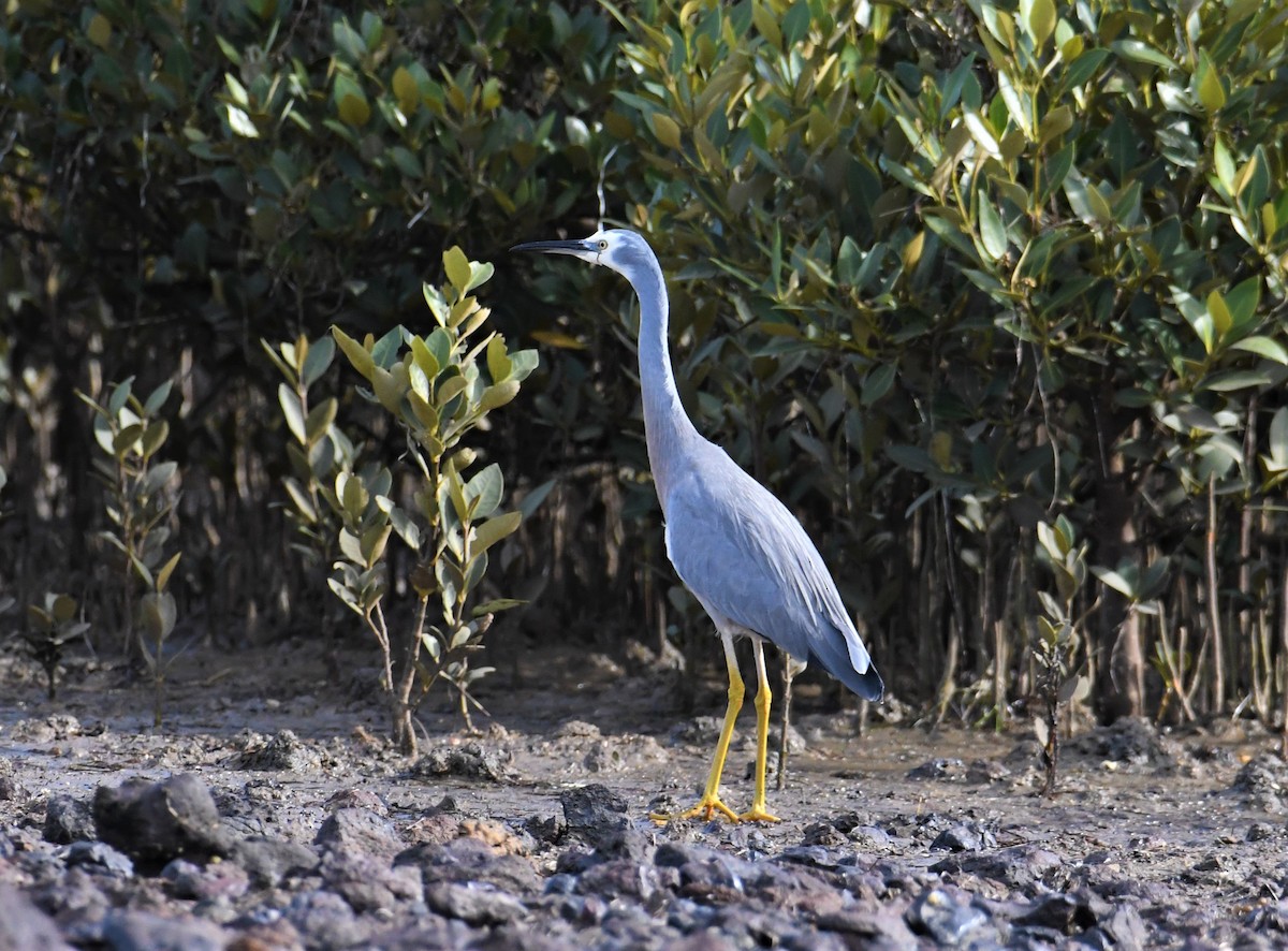 White-faced Heron - Robert Anderson