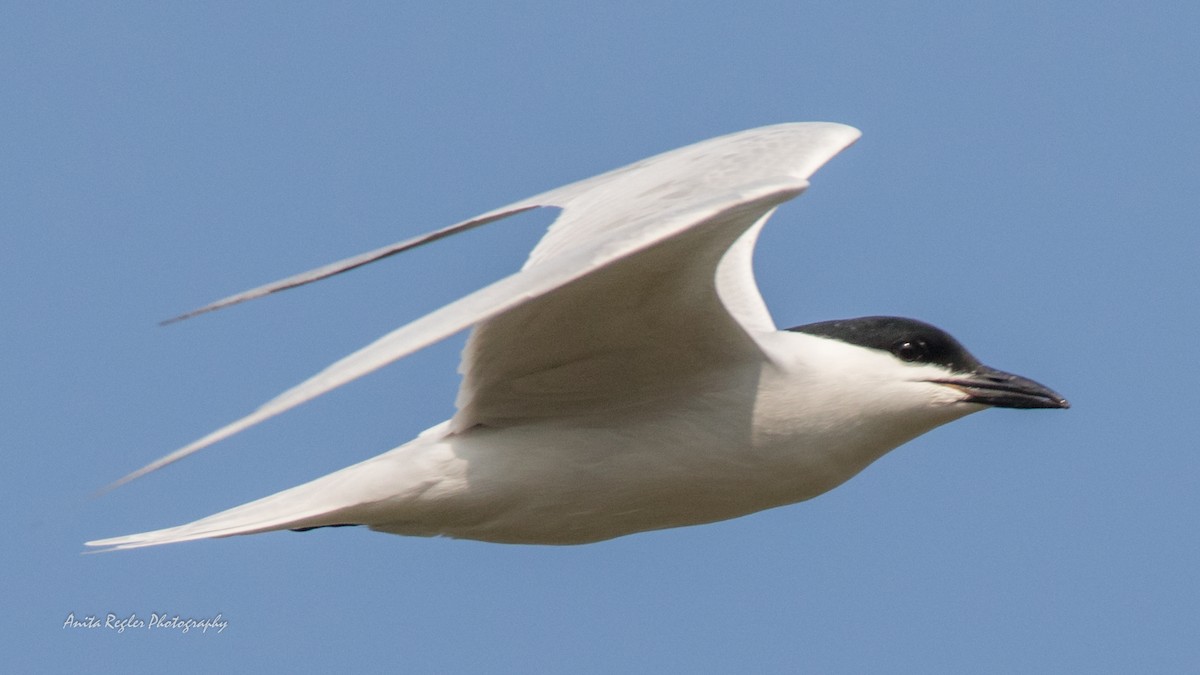 Gull-billed Tern - Anita Regler