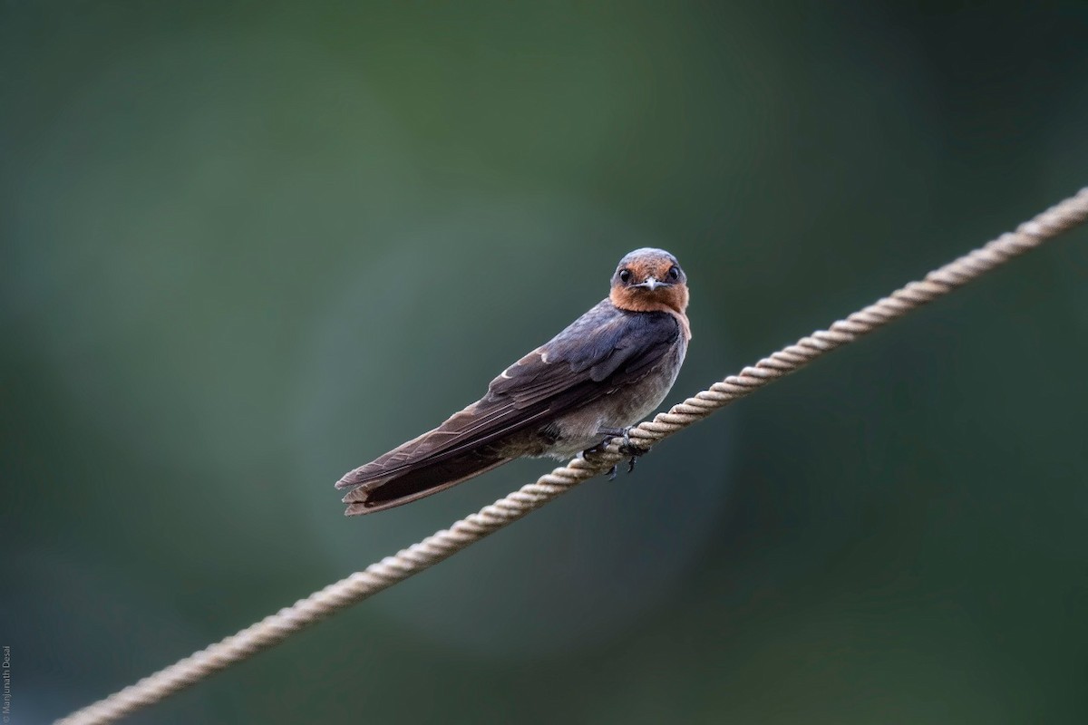 Hill Swallow - Bopanna Pattada