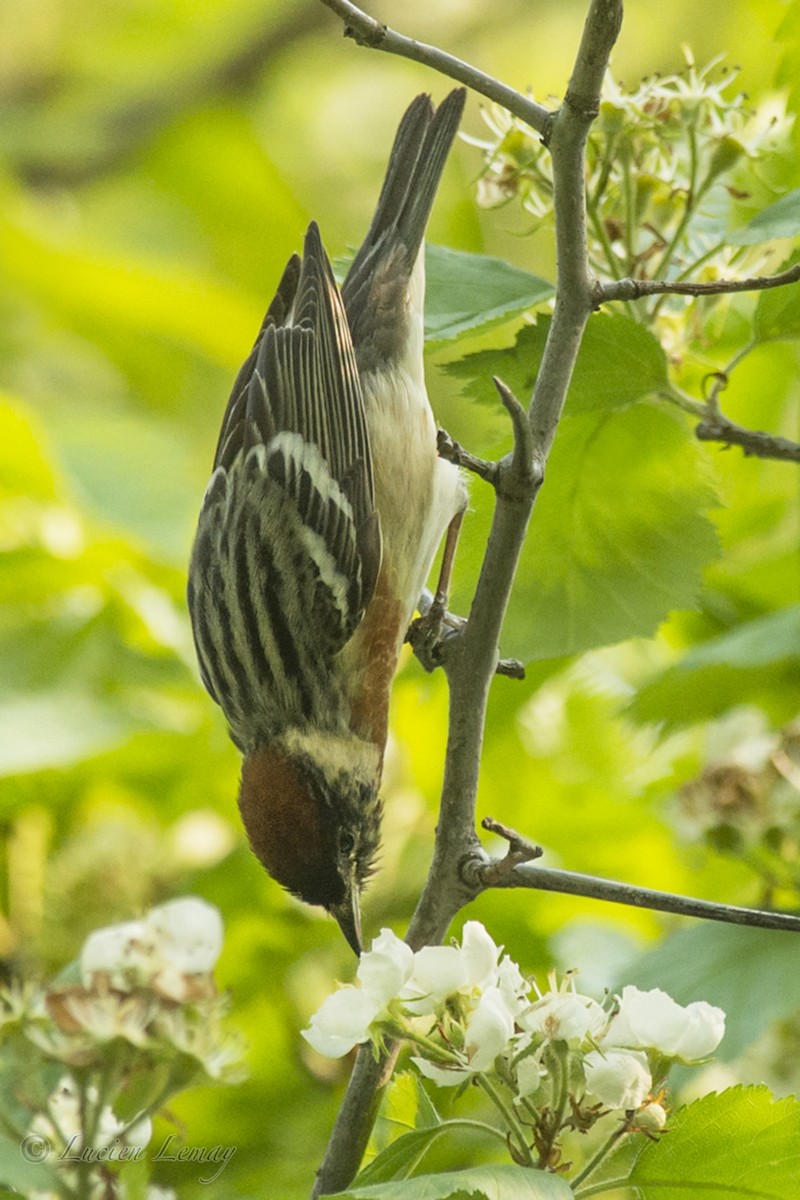 Bay-breasted Warbler - ML162047501