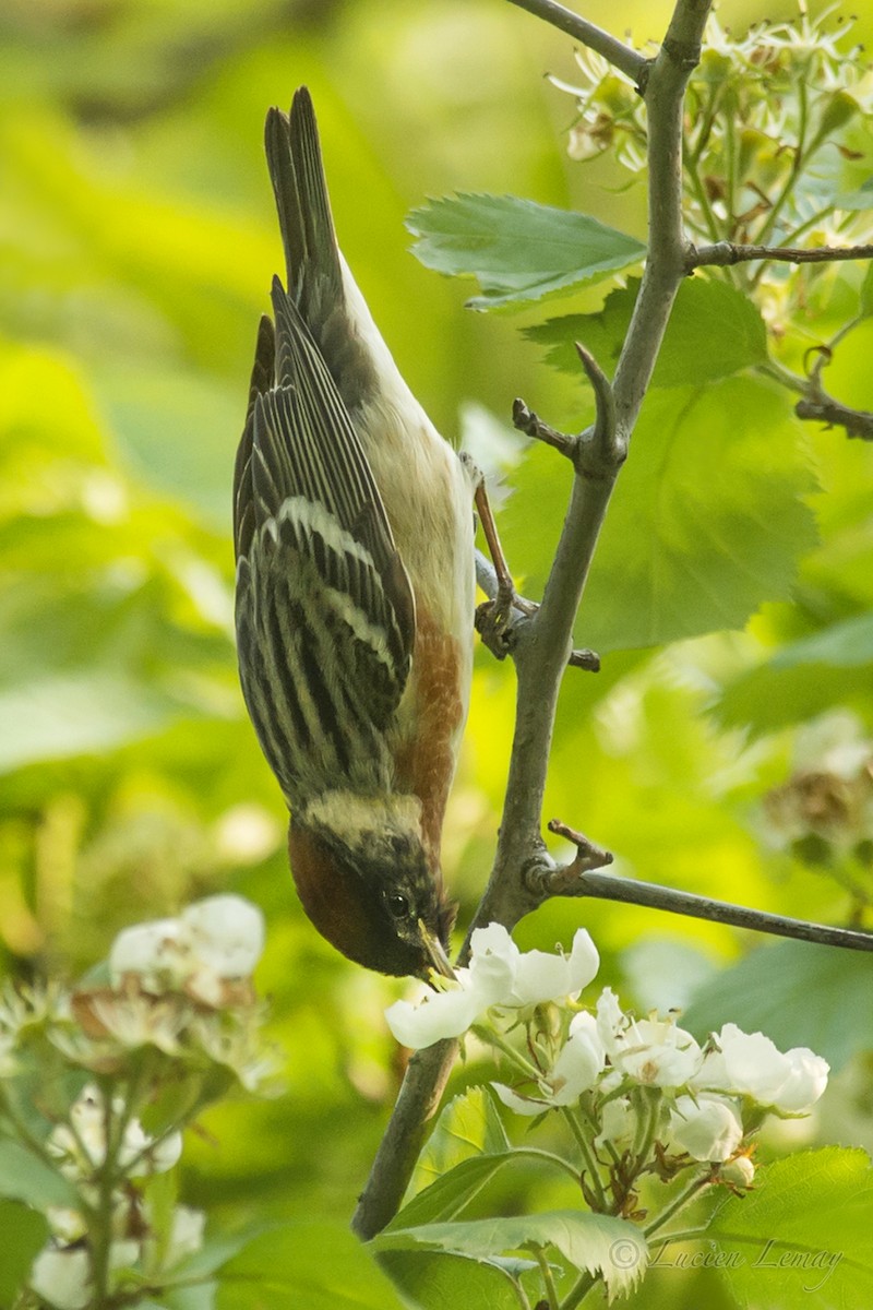Bay-breasted Warbler - ML162047541