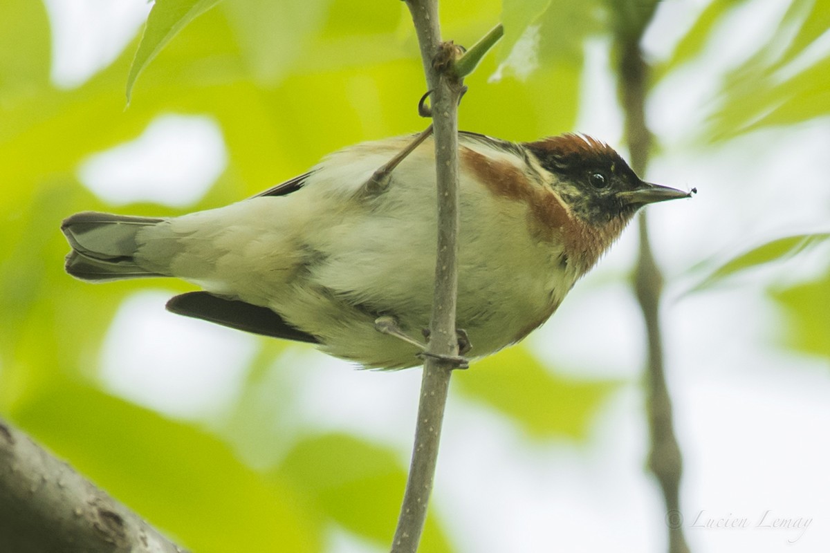 Bay-breasted Warbler - ML162047561