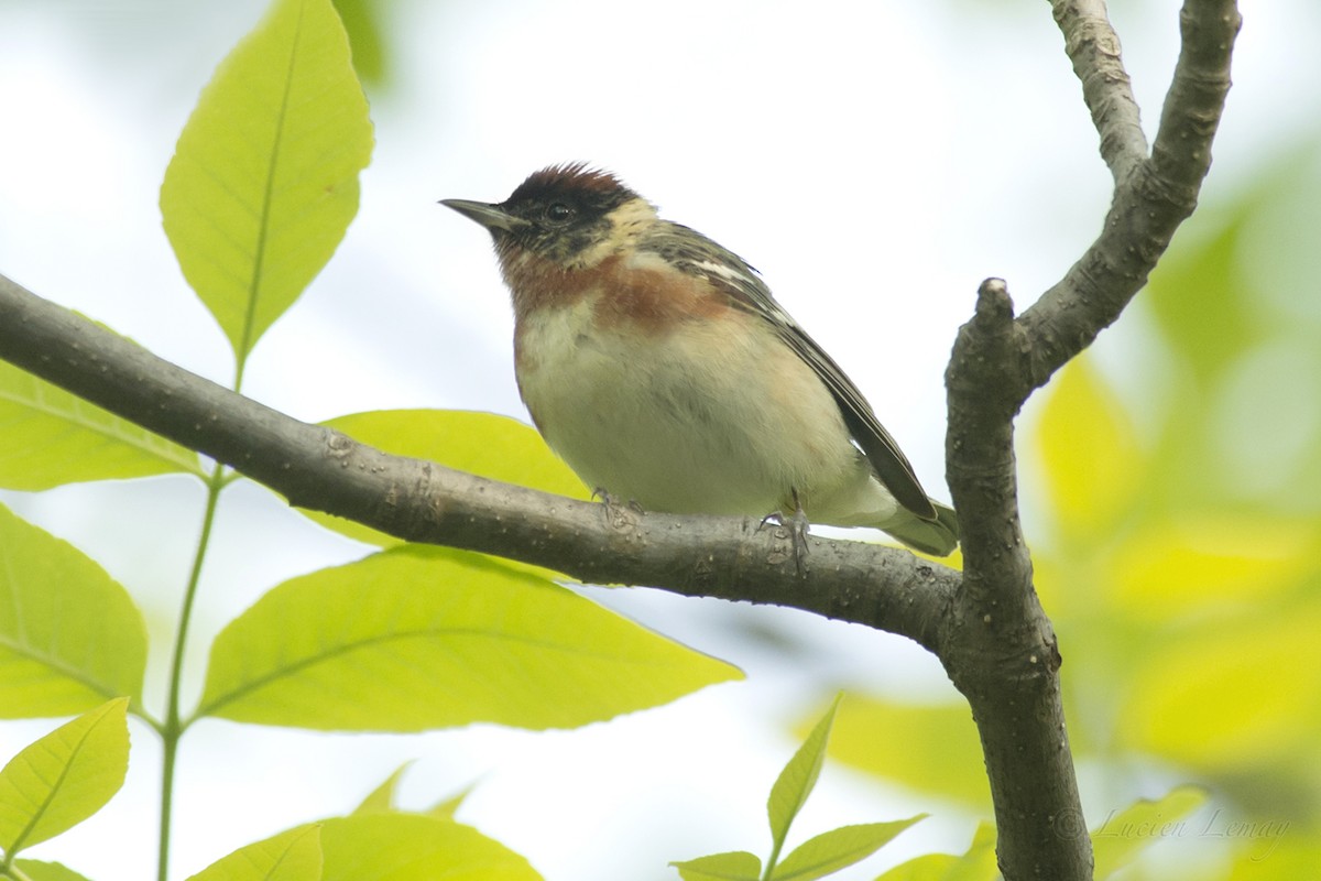 Bay-breasted Warbler - ML162047581