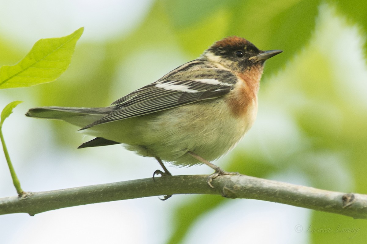 Bay-breasted Warbler - ML162047661