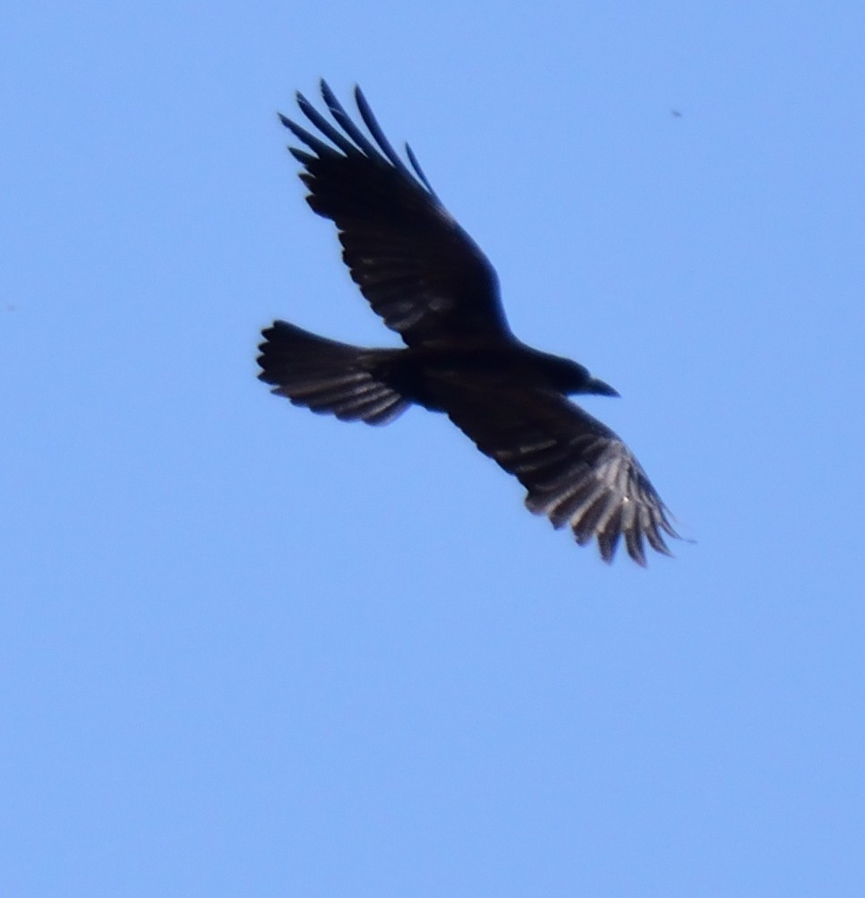 Brown-necked Raven - ML162048821