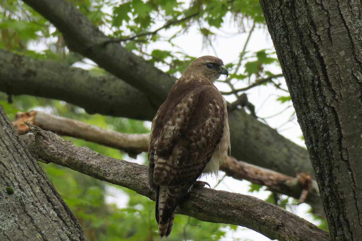 Red-tailed Hawk - ML162051041