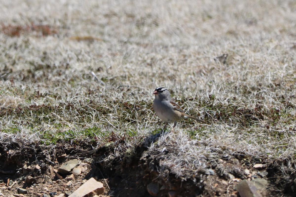 White-crowned Sparrow - ML162055831