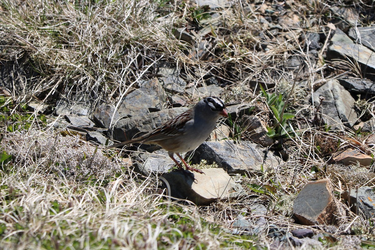 White-crowned Sparrow - ML162055851
