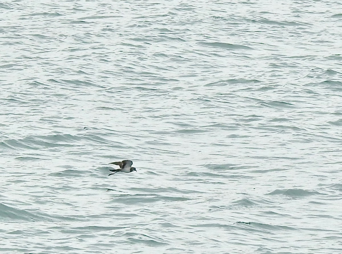 White-faced Storm-Petrel - ML162055961