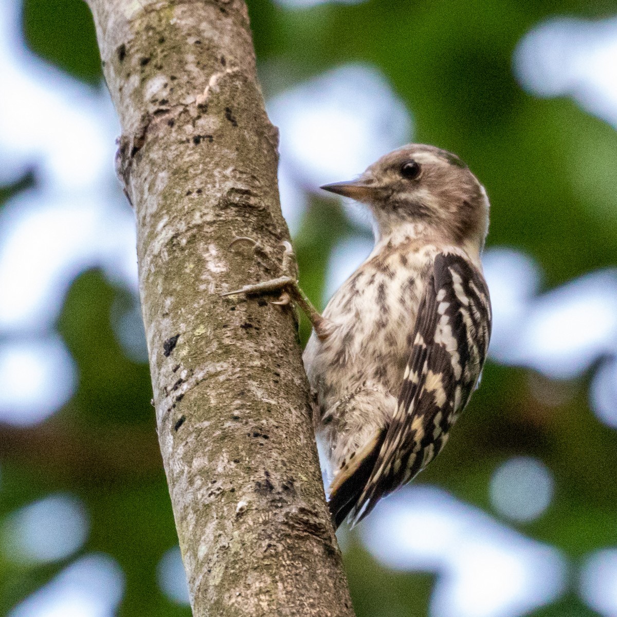Japanese Pygmy Woodpecker - ML162056441