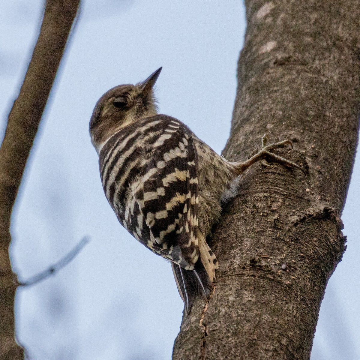 Japanese Pygmy Woodpecker - ML162056451