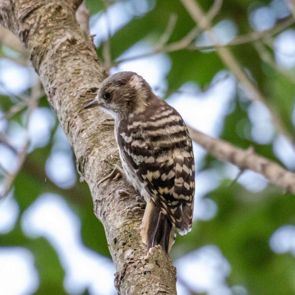 Japanese Pygmy Woodpecker - Kevin Moore