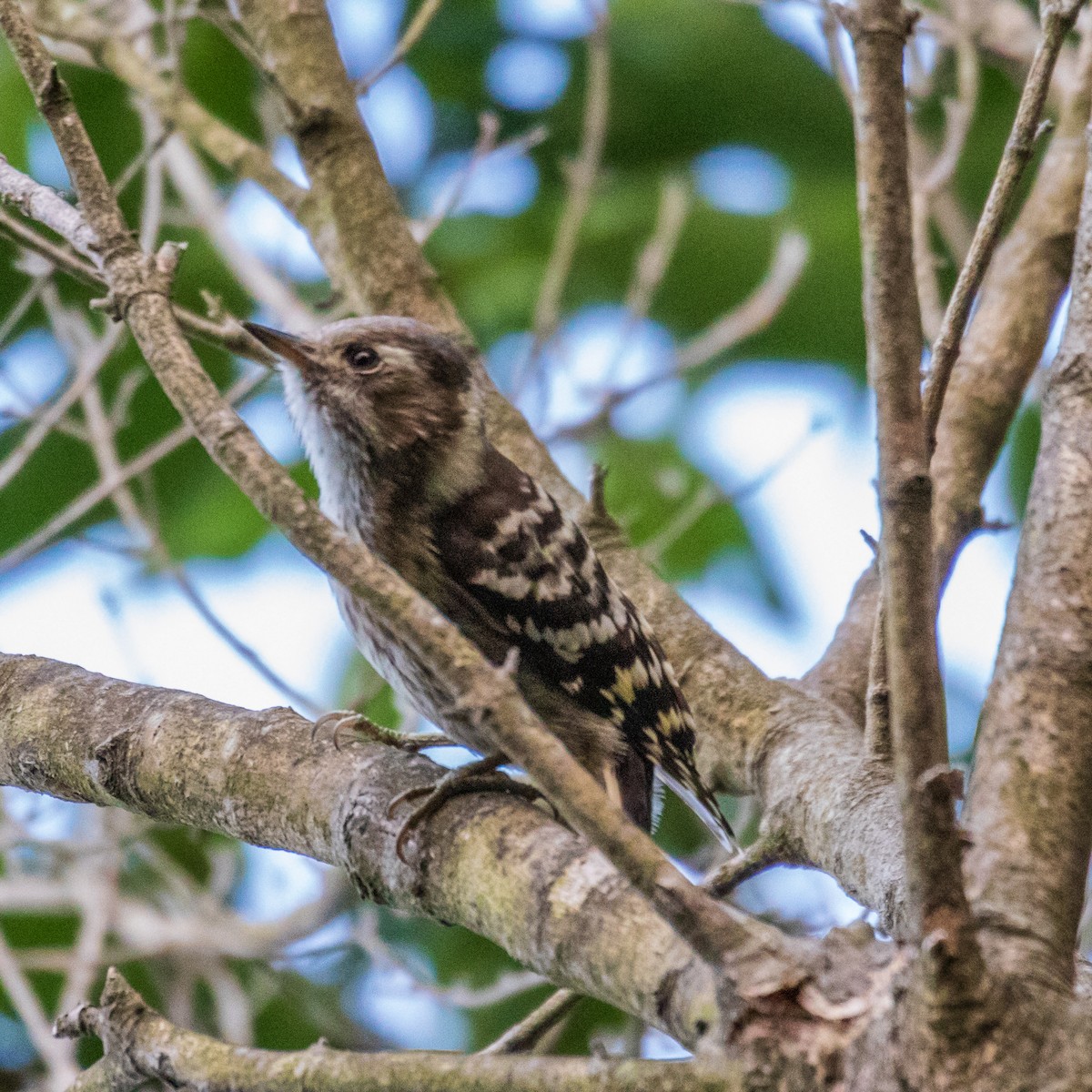 Japanese Pygmy Woodpecker - ML162056481