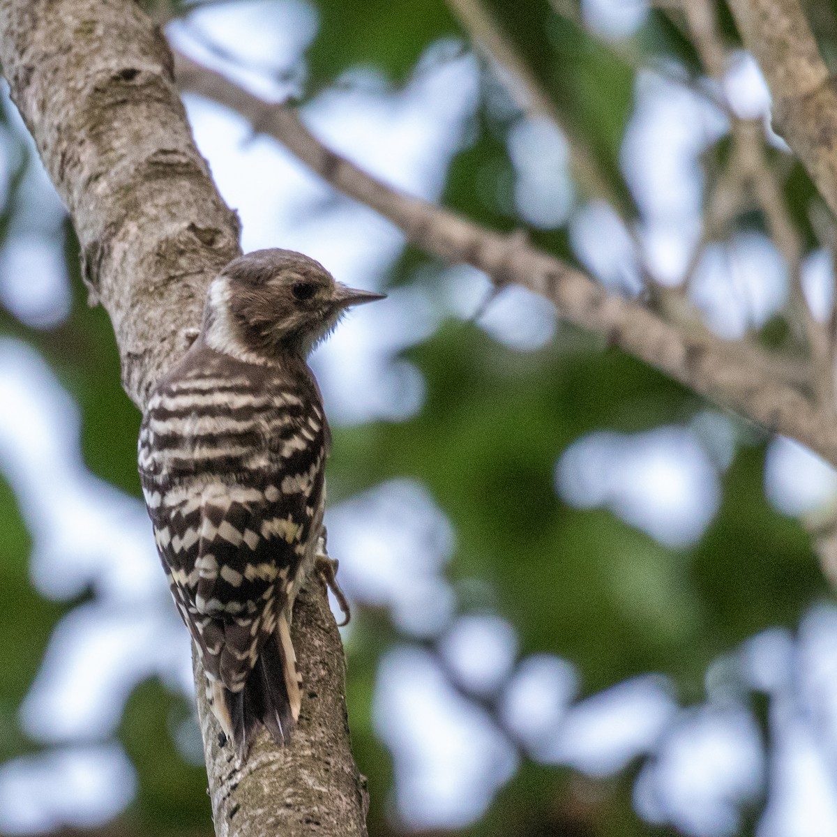 Japanese Pygmy Woodpecker - ML162056501