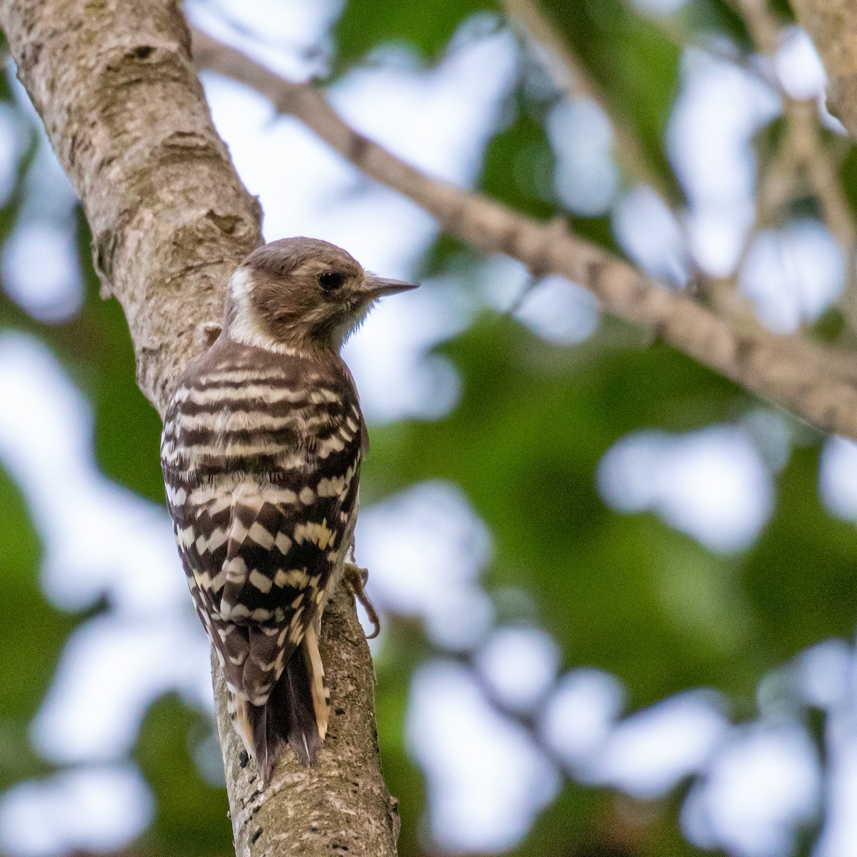 Japanese Pygmy Woodpecker - ML162056511