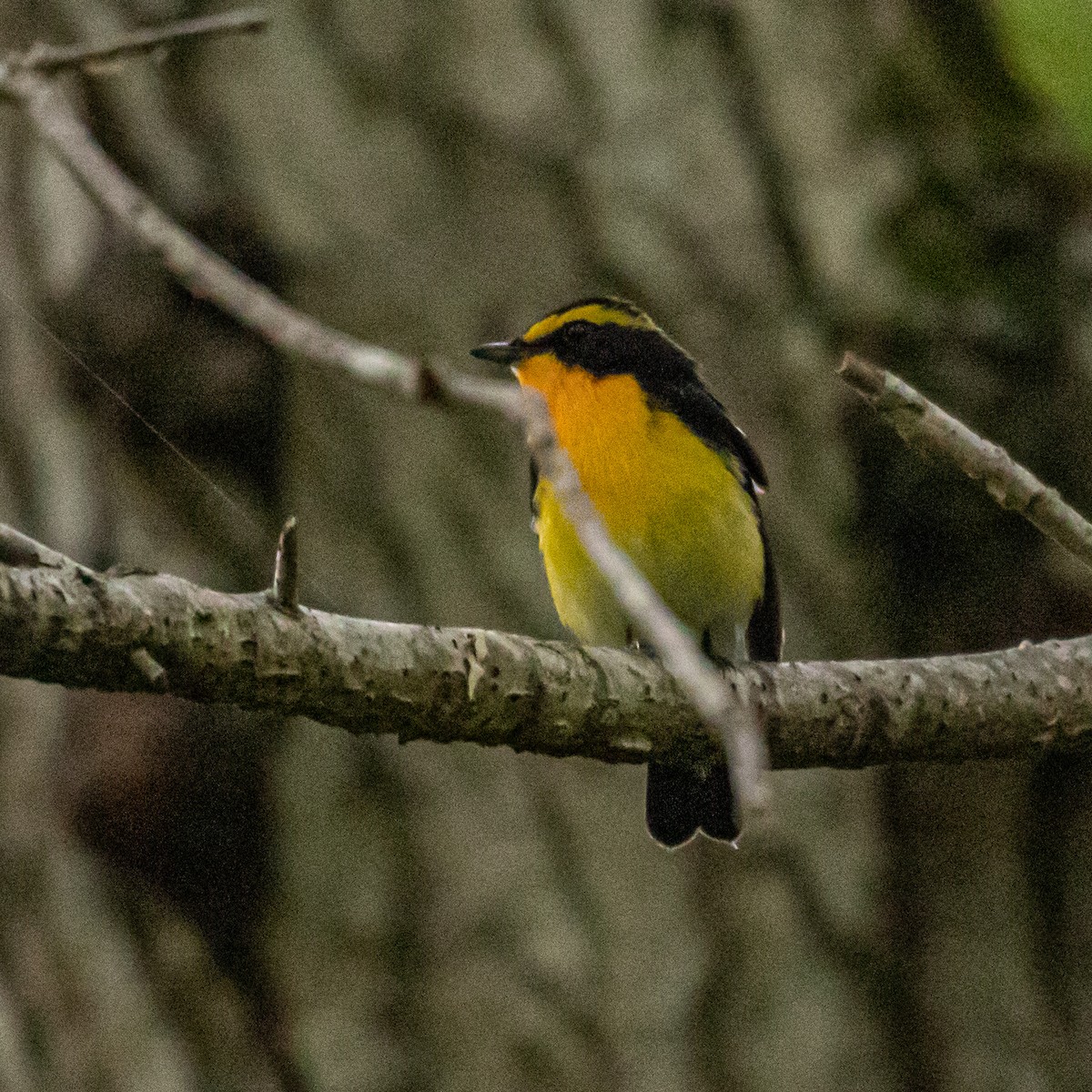 Narcissus Flycatcher - Kevin Moore