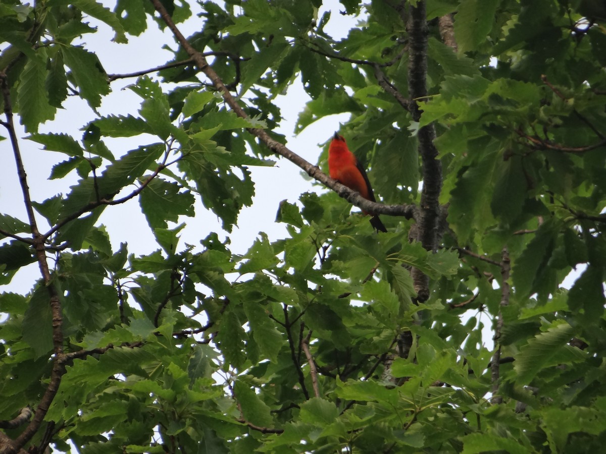 Scarlet Tanager - ML162057051