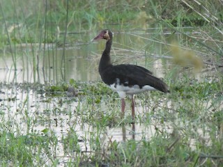 Spur-winged Goose, ML162057231