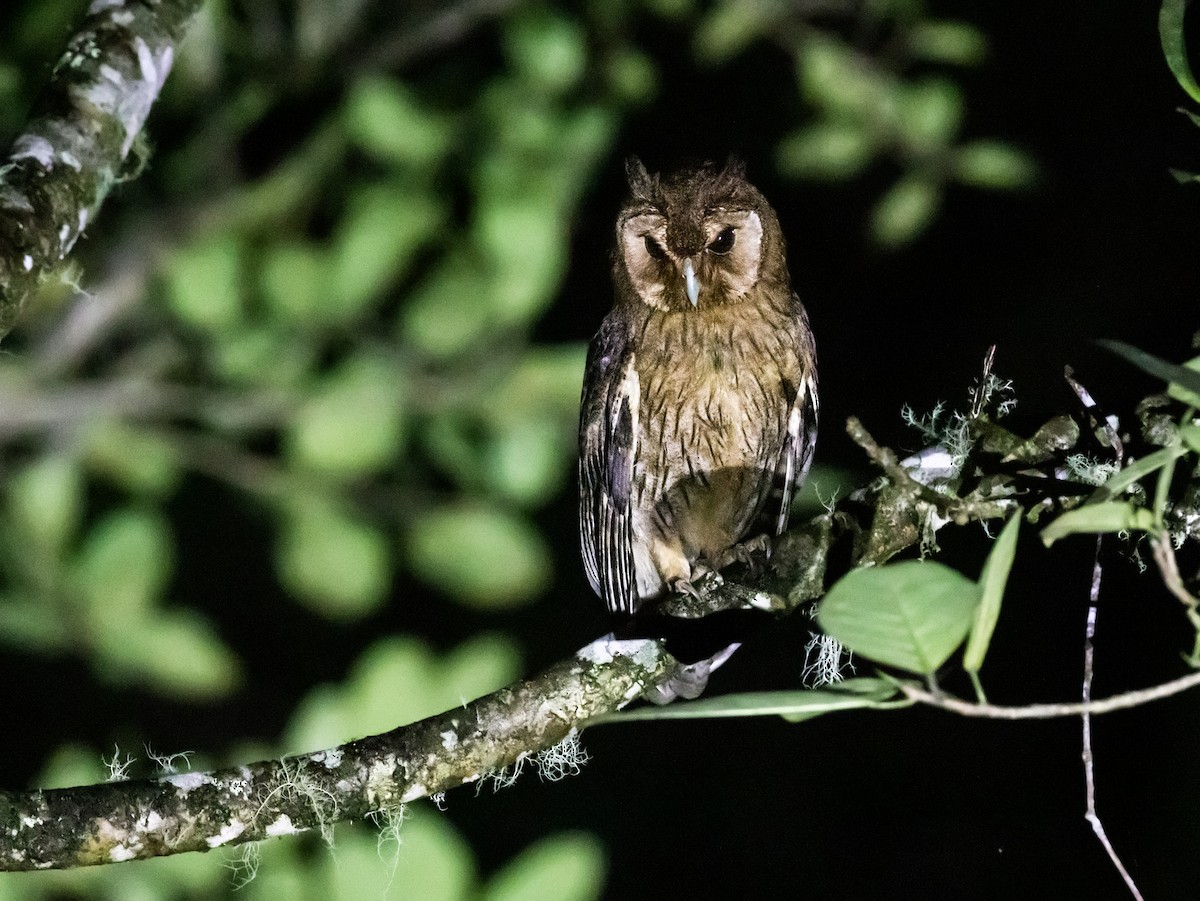 Jamaican Owl - ML162059171