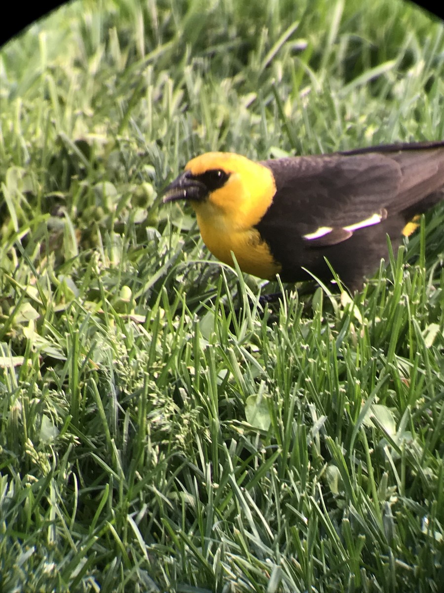 Yellow-headed Blackbird - Marc Miedema