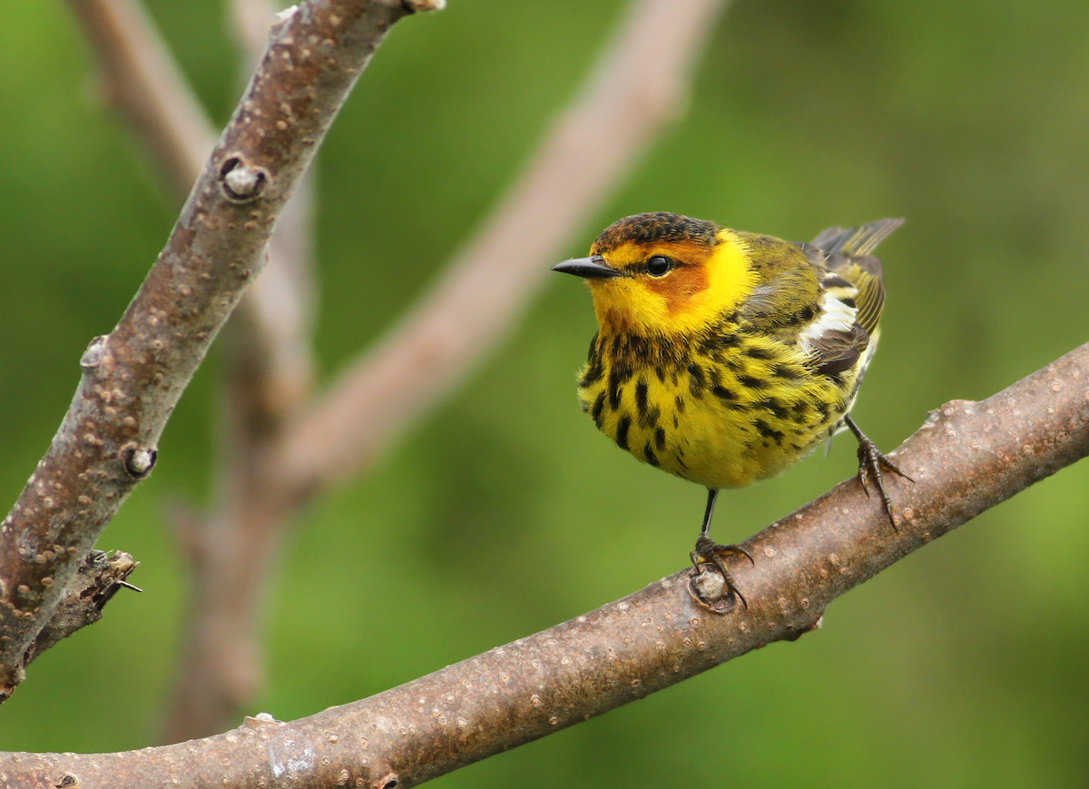 Cape May Warbler - Andy Eckerson