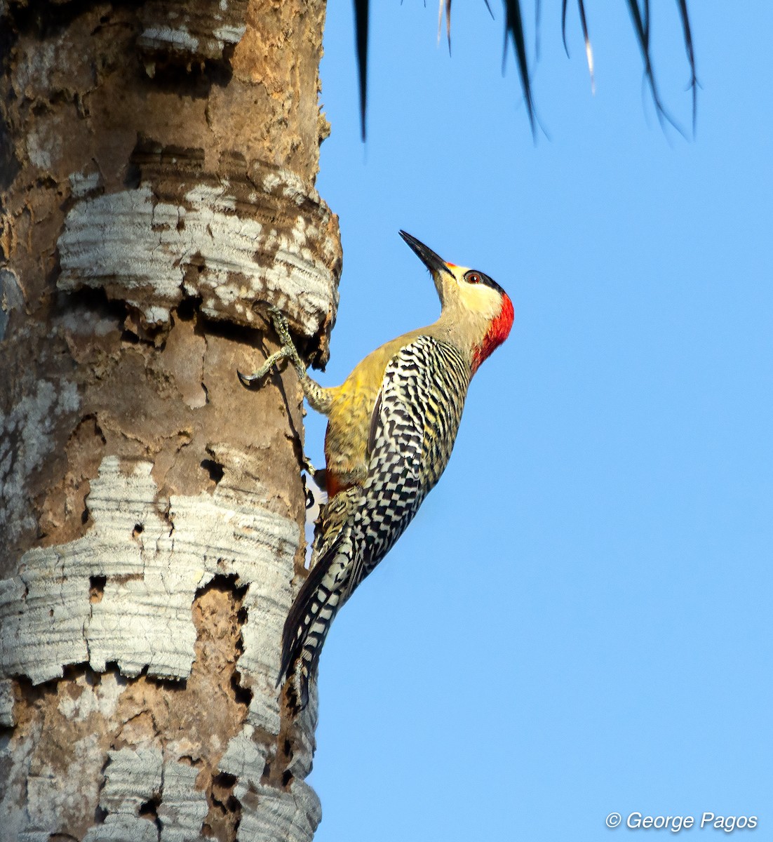 West Indian Woodpecker - George Pagos
