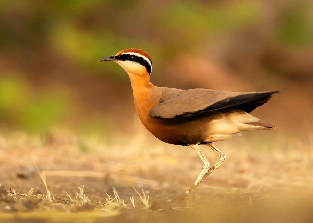 Indian Courser - ML162066311
