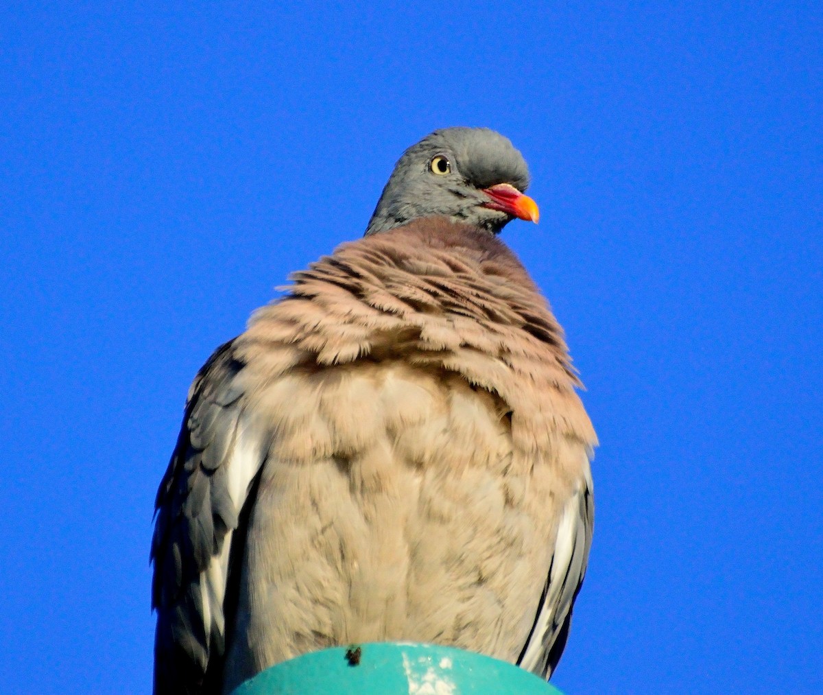 Common Wood-Pigeon - ML162067181