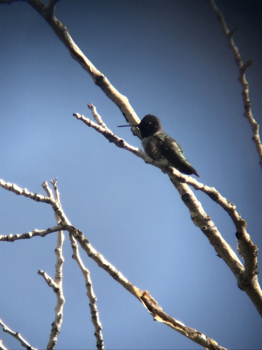 Black-chinned Hummingbird - Joe Austin