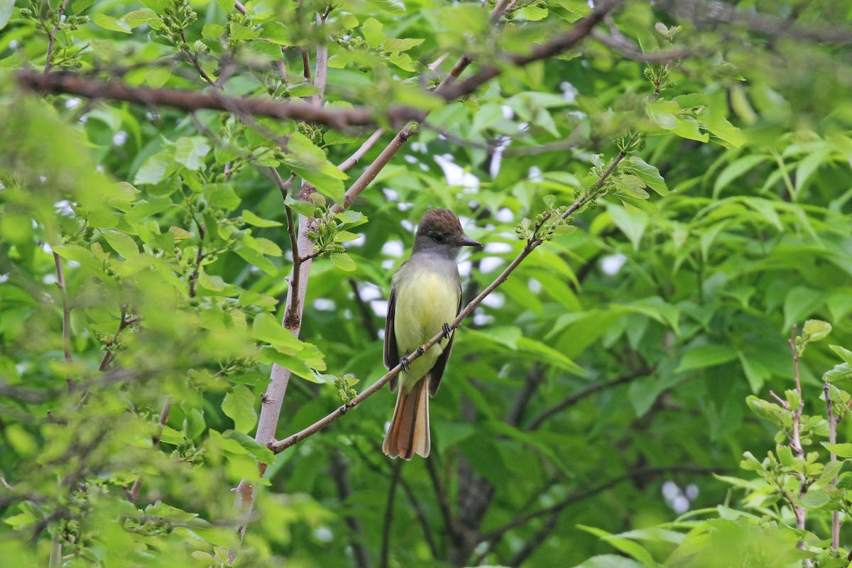 Great Crested Flycatcher - ML162071751