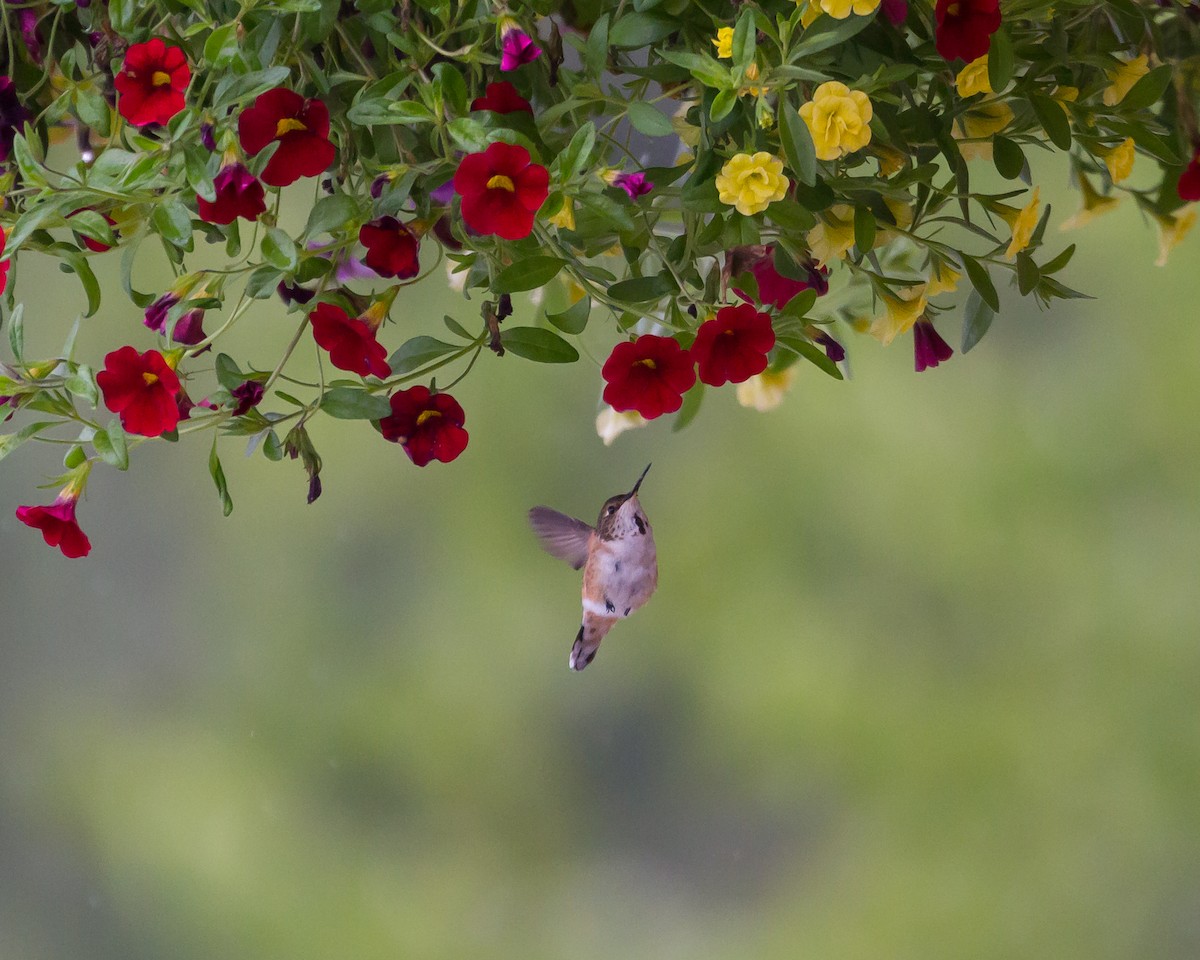 Rufous Hummingbird - Todd Dixon